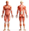 anatomy, muscles