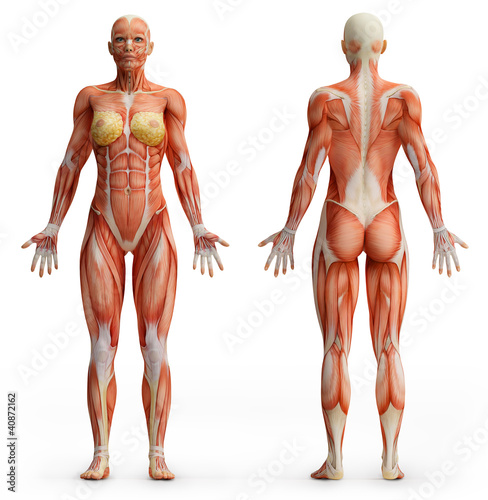 Illustration: female anatomy female anatomy