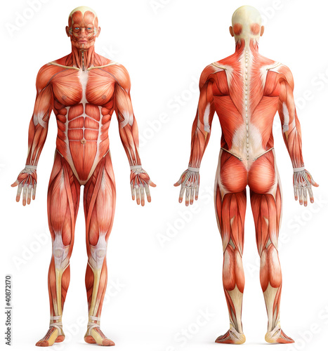 Photo: anatomy, muscles anatomy, muscles