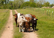 Small group of cows Small group of cows