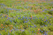 Bluebonnets and Indian Painbrushes Bluebonnets and Indian Painbrushes