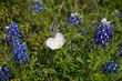 Pink Evening Primrose and Bluebonnets Pink Evening Primrose and Bluebonnets
