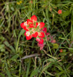 Indian Paintbrush flower Indian Paintbrush flower