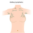 Axillary lymph nodes,  esp8