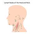 Lymph nodes of the head and neck, eps10