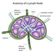 Structure of a lymph node, eps10