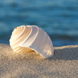 Sommerurlaub, Strandgut, Meeresschnecke, Tonna Allium