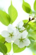 昭和桜