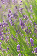 Lavendel, Blütezeit, Heilpflanzen, Duftpflanzen, Sommer, Düfte