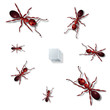 Ants