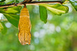 butterfly chrysalis