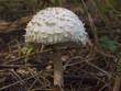 Safranschirmling 01