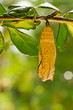 butterfly chrysalis