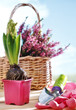 Flowers and garden shovel Flowers and garden shovel