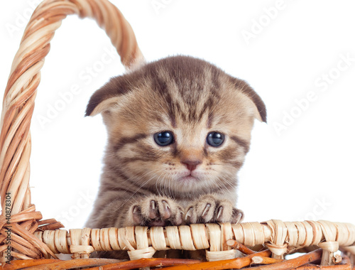 Photo: funny baby Scottish british kitten sitting basket funny baby Scottish british kitten sitting basket