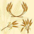 canvas print picture - Background with ripe yellow wheat ears, vector illustration.