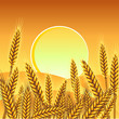 canvas print picture - Background with ripe yellow wheat ears, vector illustration.