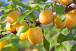 Yellow Cherry Plums  on the branch