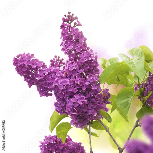 Foto: lilac flowers in spring - fleurs de lilas au printemps lilac flowers in spring - fleurs de lilas au printemps