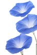 morning glory