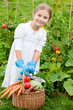 Vegetable garden - lovely girl with picked vegetables in basket
