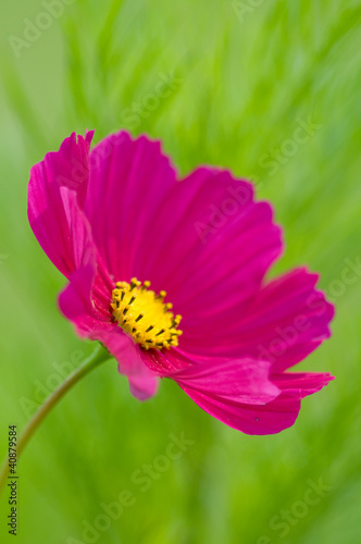 Photo: Summer garden - beautiful cosmos flower Summer garden - beautiful cosmos flower