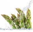 asparagi splash