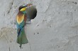 European Bee-eater (Merops apiaster) at the nest
