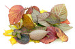 Autumn concept Autumn concept