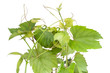 Isolates spring grapes Isolates spring grapes