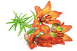 Orange  lilies to girlfriend