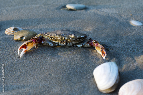Photo: Wildlife and Animals - Crab Wildlife and Animals - Crab