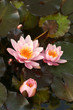 Waterlily