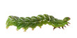 green caterpillar
