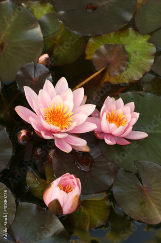 Photo: Waterlily Waterlily