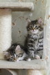 Cuccioli di gatto sul tiragraffi