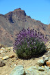 erysimum scoparium