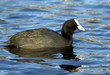 Common Coot