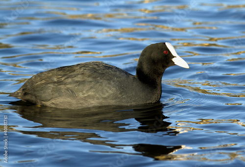 Photo: Common Coot Common Coot