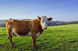 Photo: Dans le pré Dans le pré