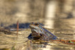 Grasfrosch 2