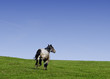 Photo: Cheval libre Cheval libre