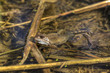 Grasfrosch 3
