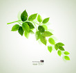 Summer branch with fresh green leaves