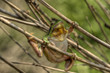 Laubfrosch 1