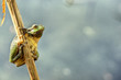 Laubfrosch 3