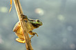 Laubfrosch 4