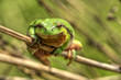 Laubfrosch 6