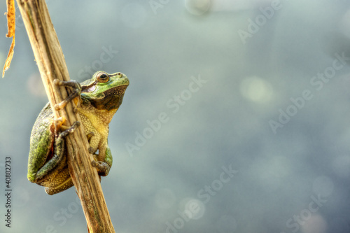 Foto: Laubfrosch 3 Laubfrosch 3