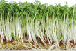 Photo: Isolated Watercress Sprouts Isolated Watercress Sprouts